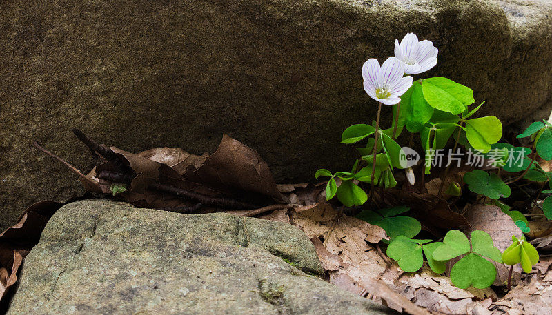 春天的花-酢浆草(Oxalis acetosella)的花。漂亮的盛开。有选择性的重点。